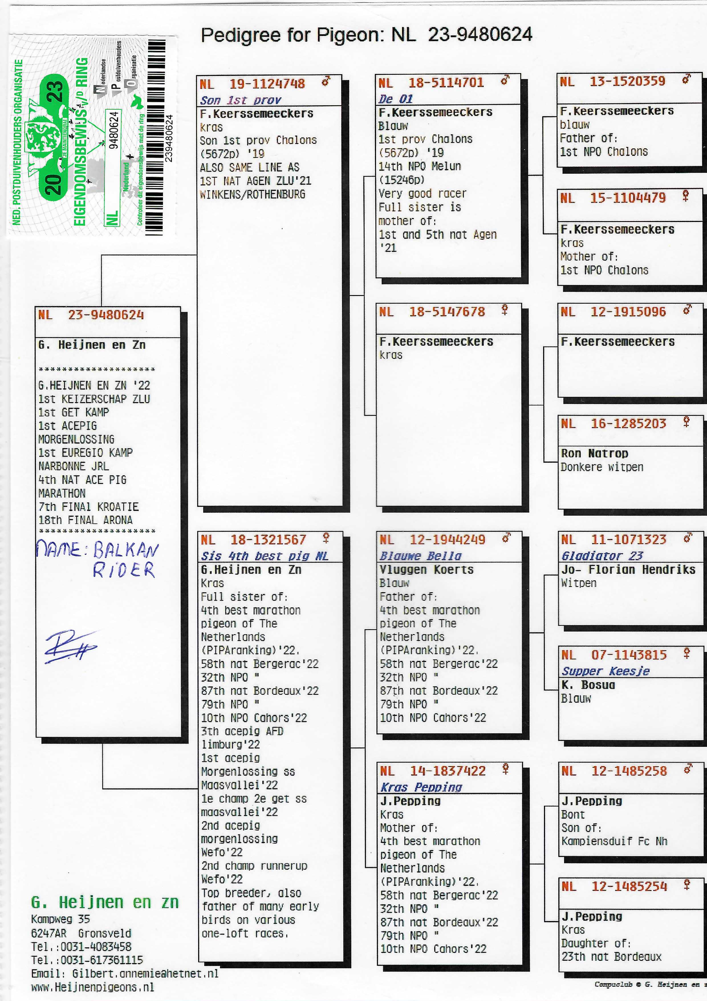Pigeon pedigree image