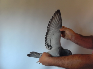 Pigeon image
