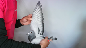 Pigeon image
