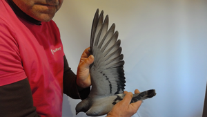 Pigeon image