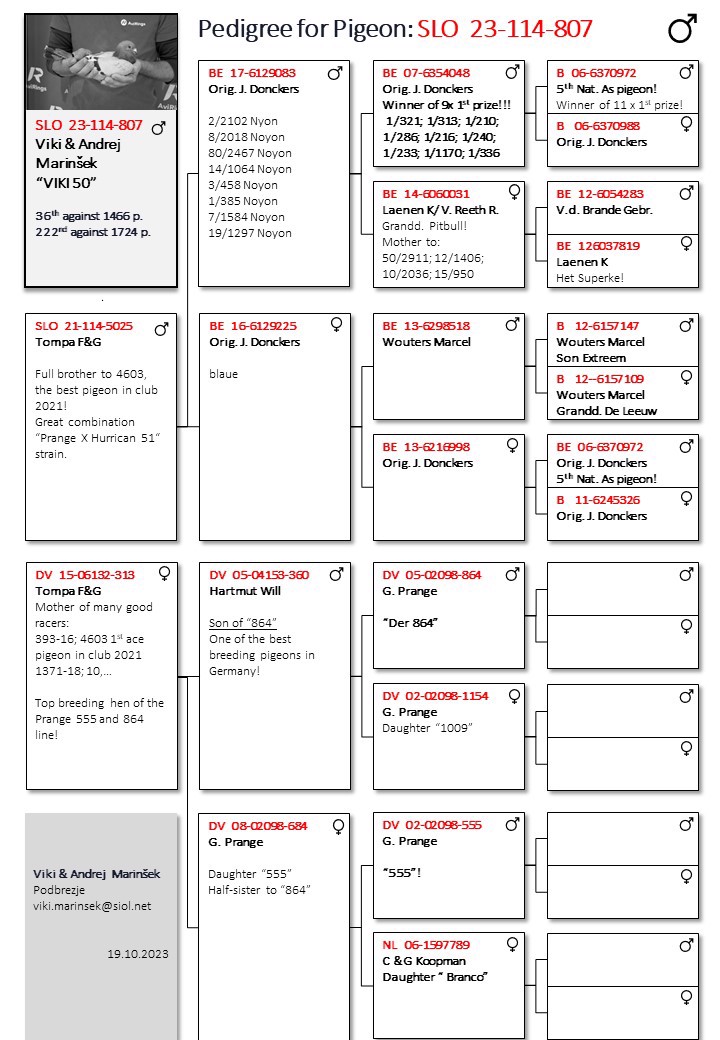 Pigeon pedigree image