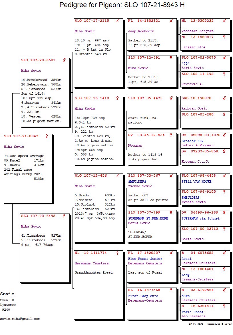 Pigeon pedigree image