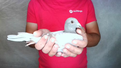 Pigeon image