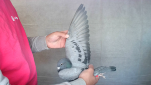 Pigeon image