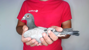 Pigeon image