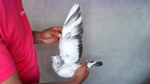 Pigeon image