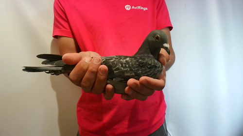 Pigeon image