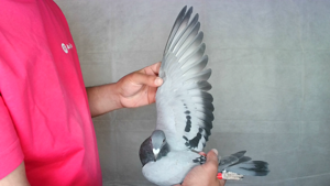 Pigeon image