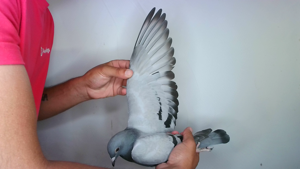 Pigeon image