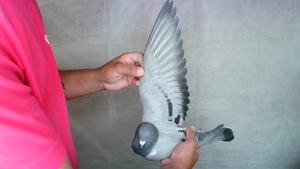 Pigeon image