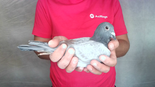 Pigeon image