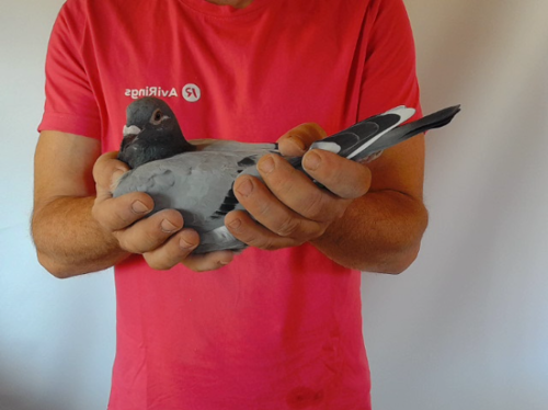 Pigeon image