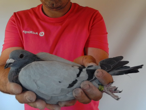 Pigeon image