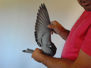 Pigeon image