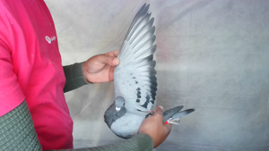 Pigeon image