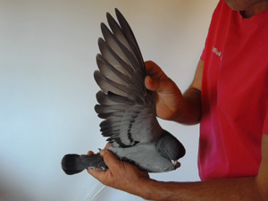 Pigeon image
