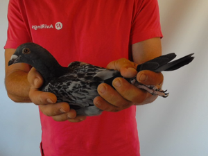 Pigeon image