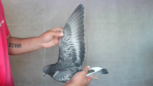 Pigeon image