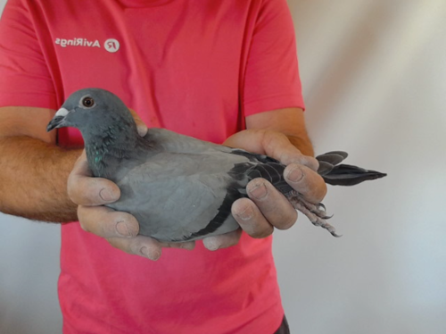 Pigeon image