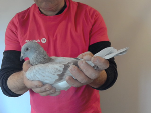 Pigeon image