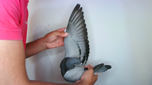 Pigeon image