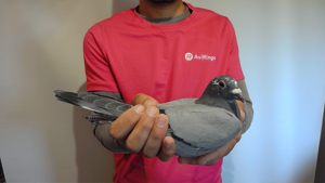 Pigeon image