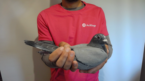 Pigeon image