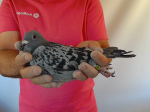 Pigeon image