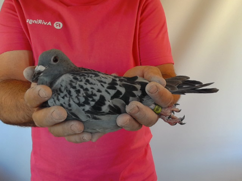 Pigeon image
