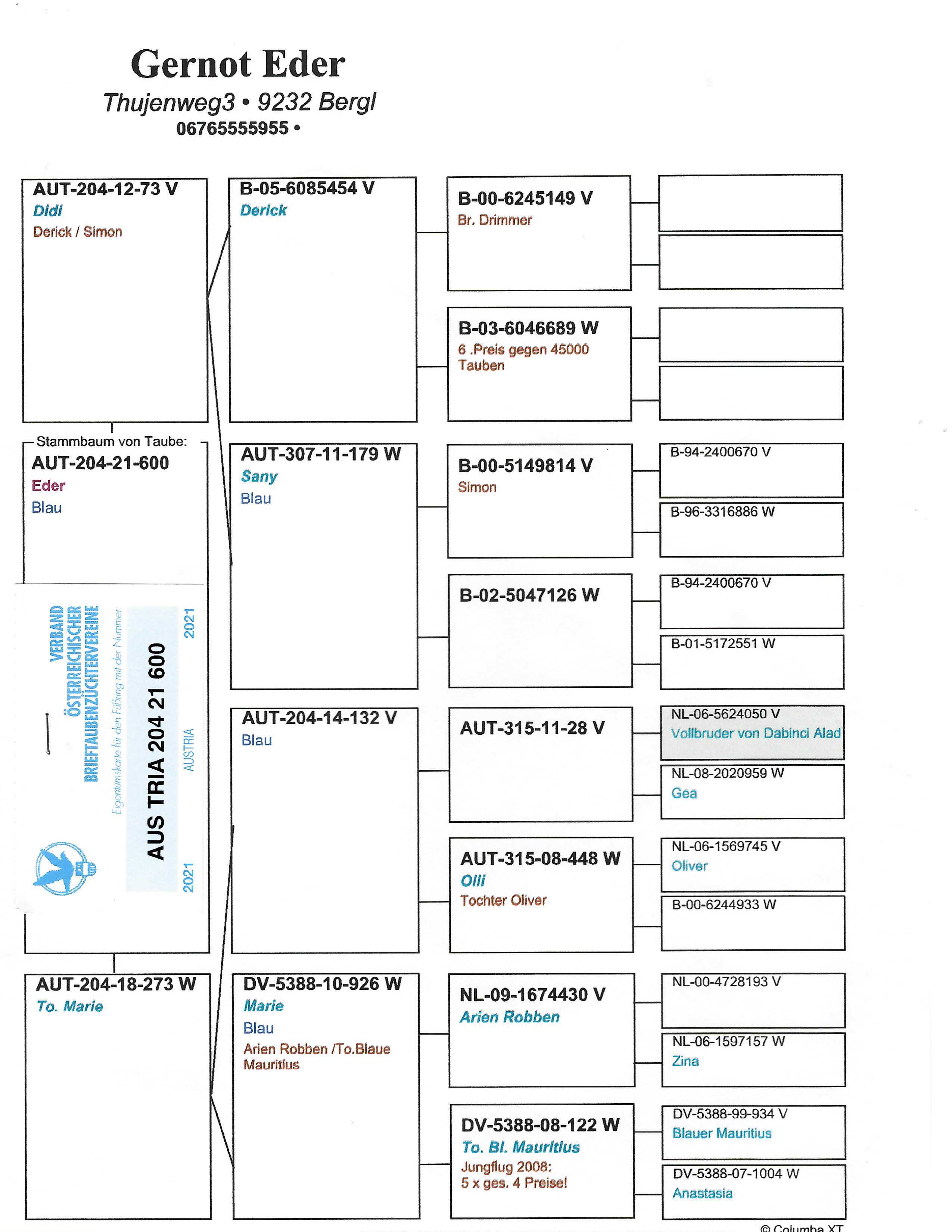Pigeon pedigree image