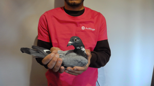 Pigeon image