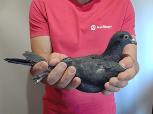 Pigeon image