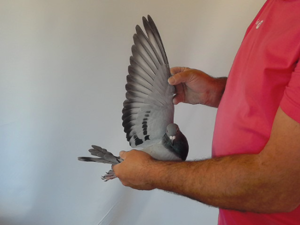 Pigeon image