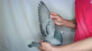 Pigeon image