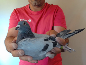 Pigeon image