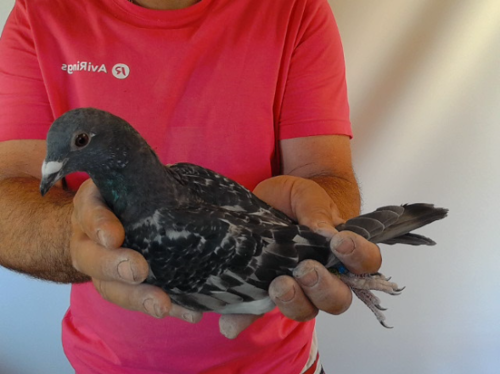 Pigeon image