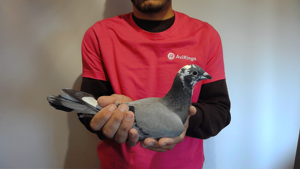 Pigeon image