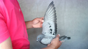 Pigeon image