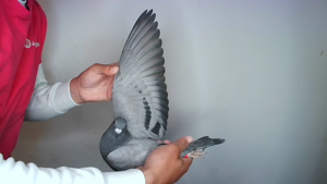 Pigeon image
