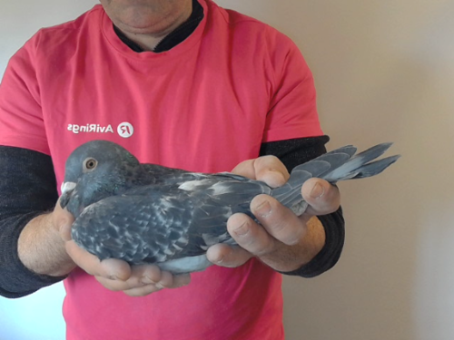 Pigeon image