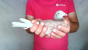 Pigeon image