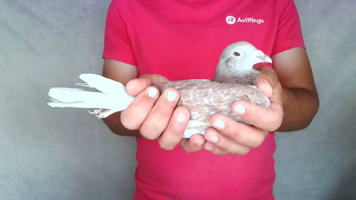 Pigeon image