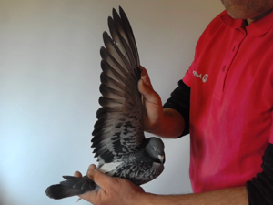 Pigeon image