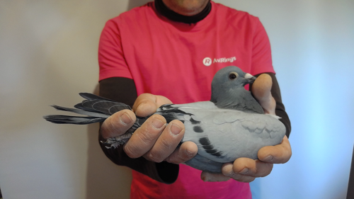 Pigeon image