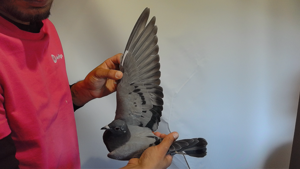 Pigeon image