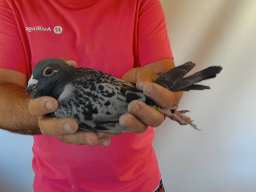 Pigeon image