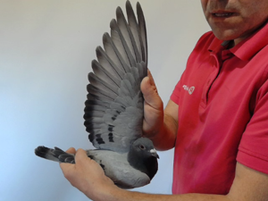 Pigeon image