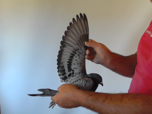 Pigeon image