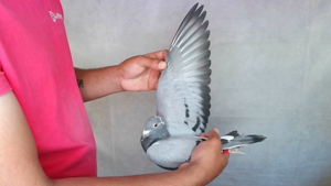 Pigeon image