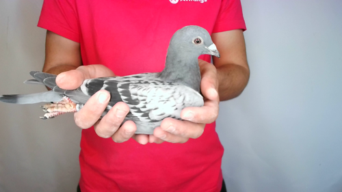 Pigeon image